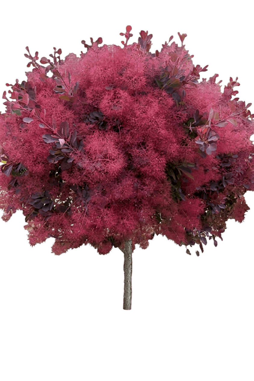 Winecraft Black® Smokebush (Cotinus Coggygria Var. Coggygria 'Ncco1') - Shrubs