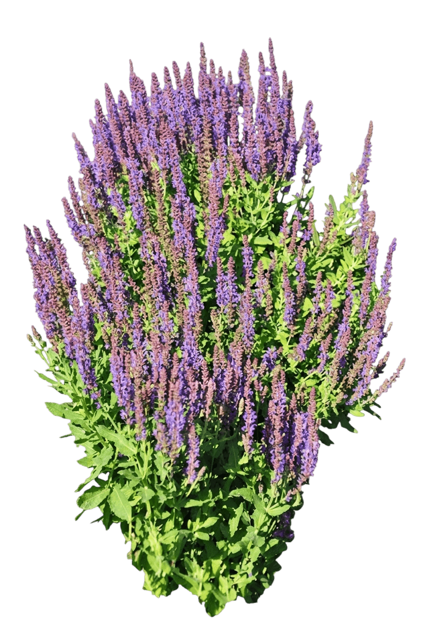 Meadow Sage, 'Swifty Violet Blue' (Salvia Nemorosa 'Swifty Violet Blue') - Perennials