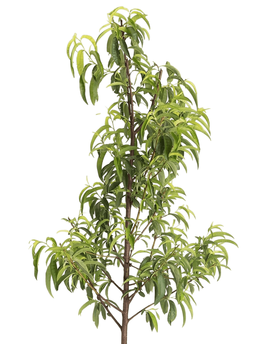 Hardired Nectarine Tree (Prunus Persica Hardired) - Fruit Trees