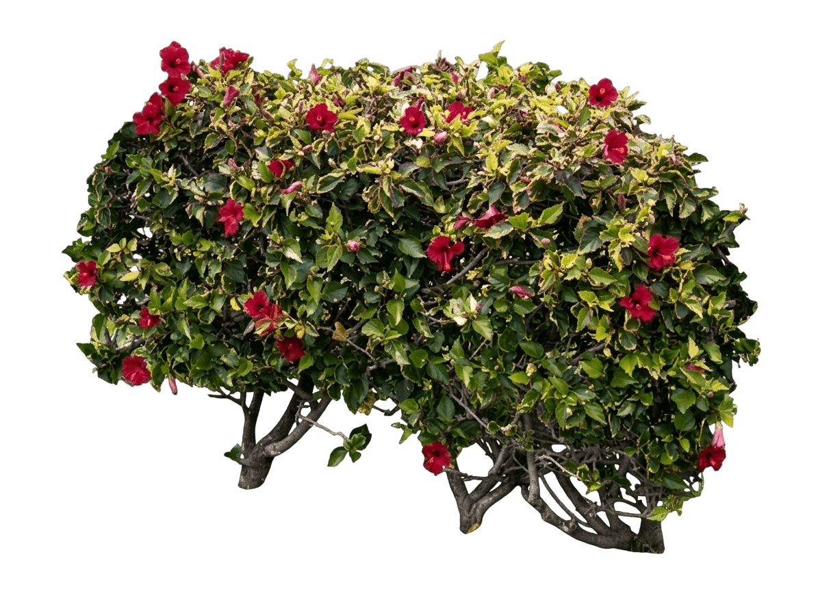 Checkered Hibiscus (Hibiscus × Rosa-Sinensis 'Cooperi') - Ground Layers