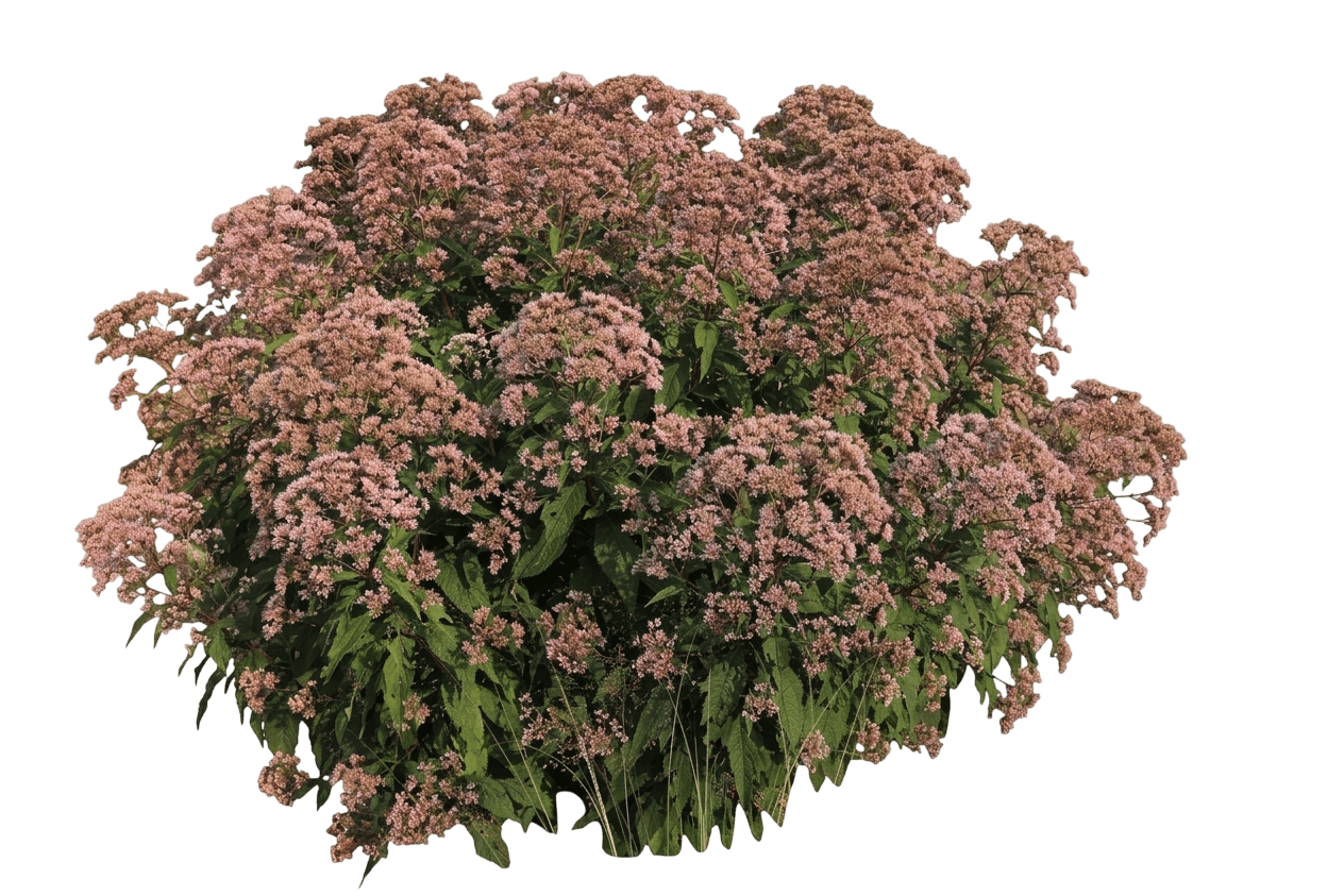 Sugar Buzz® Bubblegum Blast Bee Balm (Monarda Didyma Pp27,497 Var. Didyma 'Bubblegum Blast') - Perennials