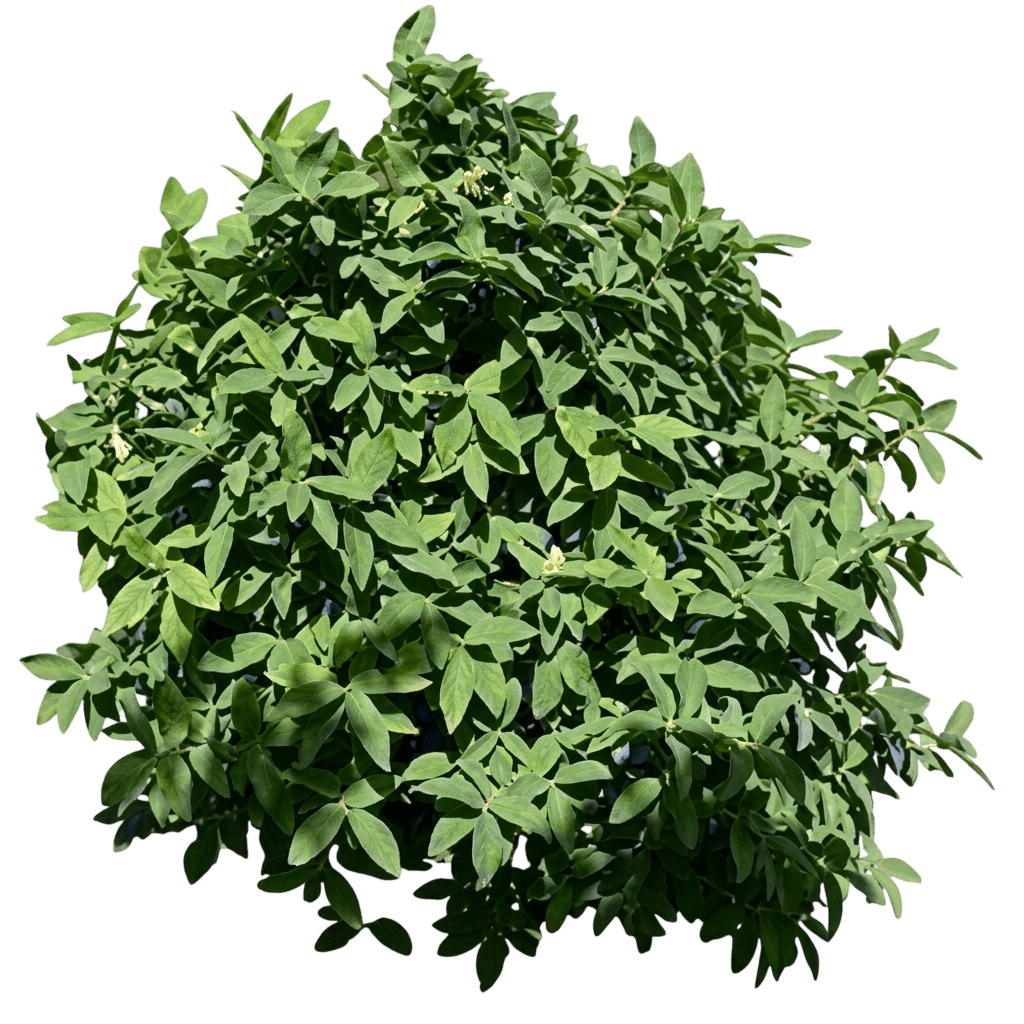 Honeyberry, Northern Delight (Lonicera Caerulea ‘Northern Delight’) - Ground Layers