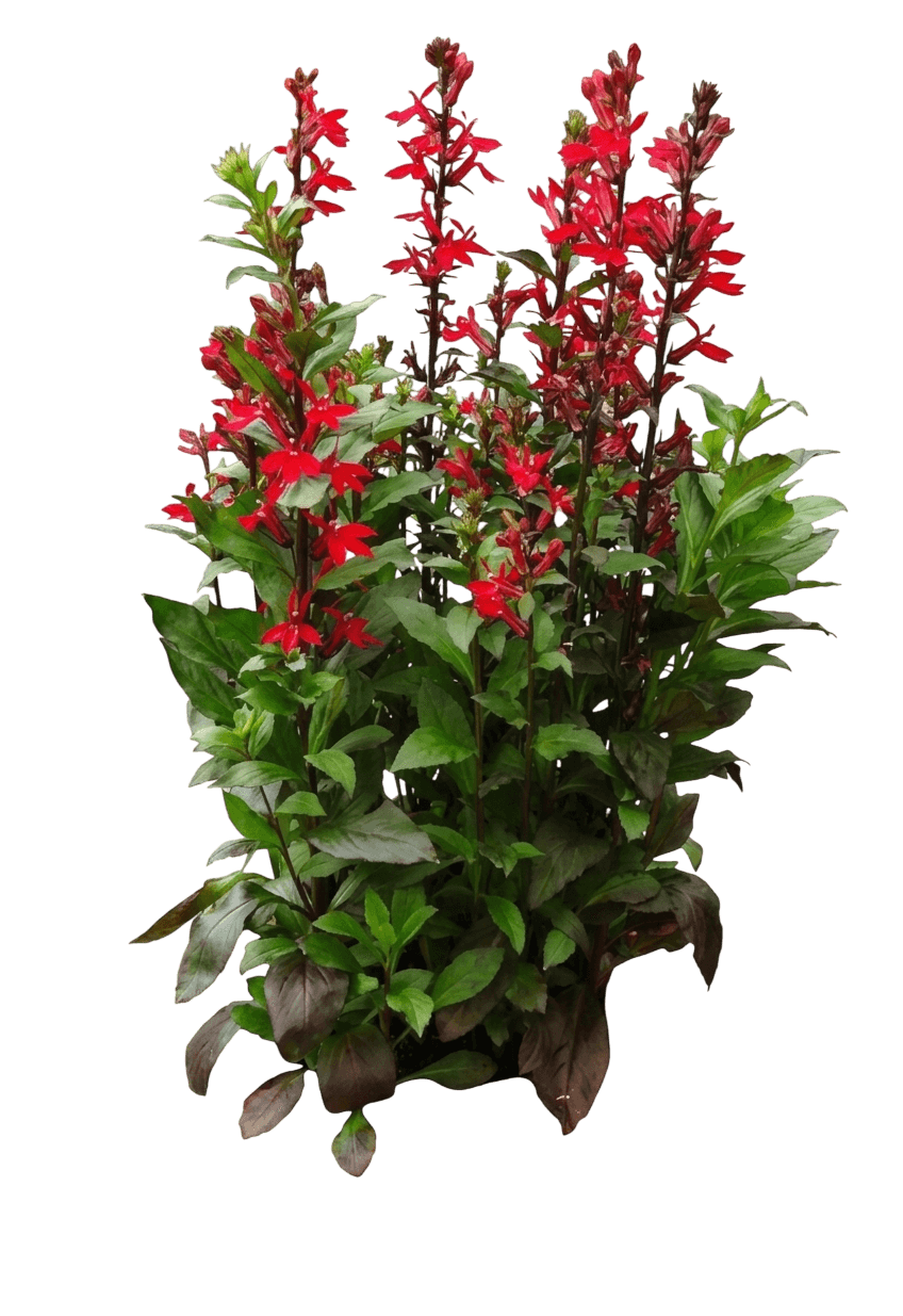 Starship™ Burgundy Cardinal Flower (Lobelia X Speciosa Var. X Speciosa 'Pas1301790') - Perennials