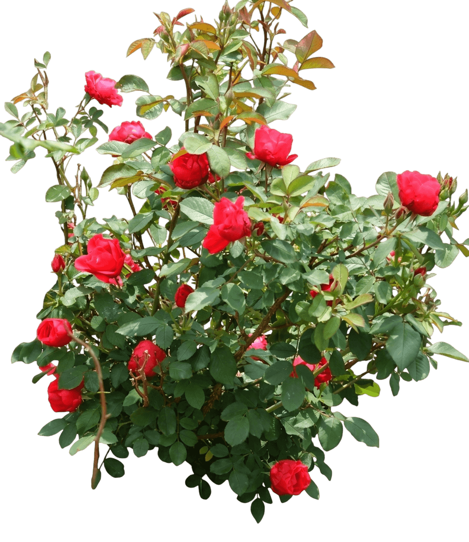 Rose, Morden Fireglow (Rosa X 'Morden Fireglow') - Ground Layers