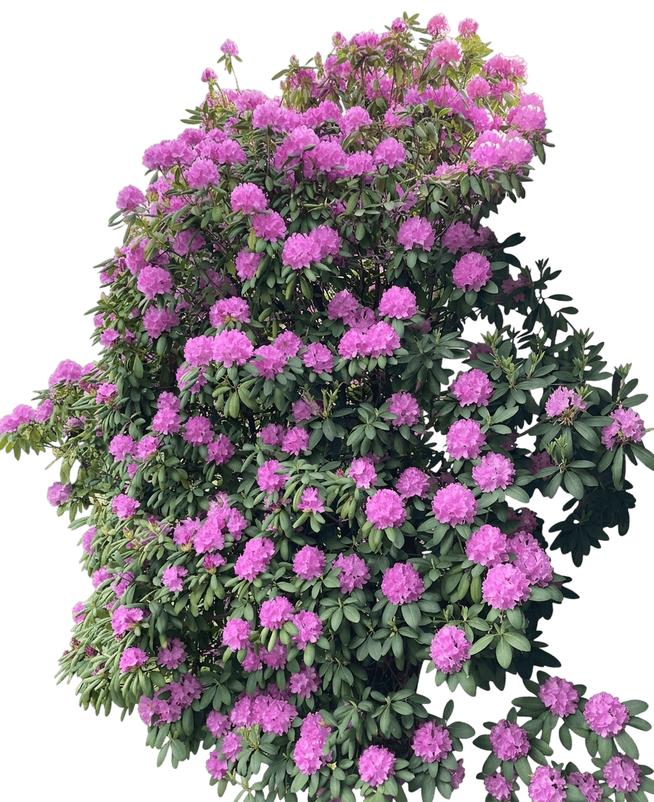 Purpureum Elegans Rhododendron (Rhododendron Catawbiense Var. Catawbiense 'Purpureum Elegans') - Shrubs