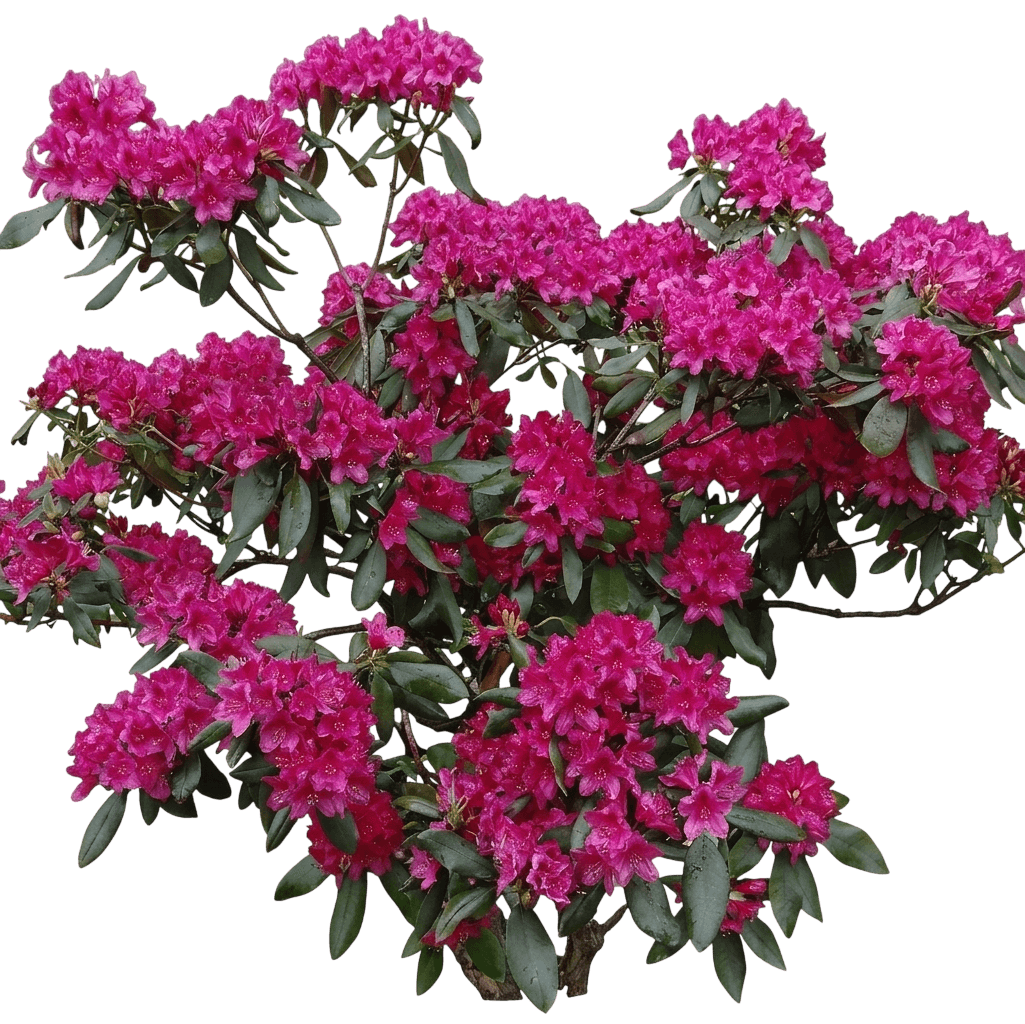 Chinoides Rhododendron (Rhododendron Catawbiense 'Chinoides') - Ground Layers