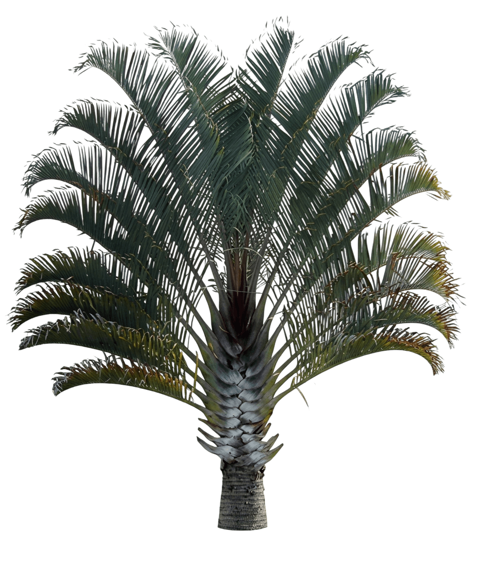Triangle Palm (Dypsis Decaryi) - Evergreen Trees