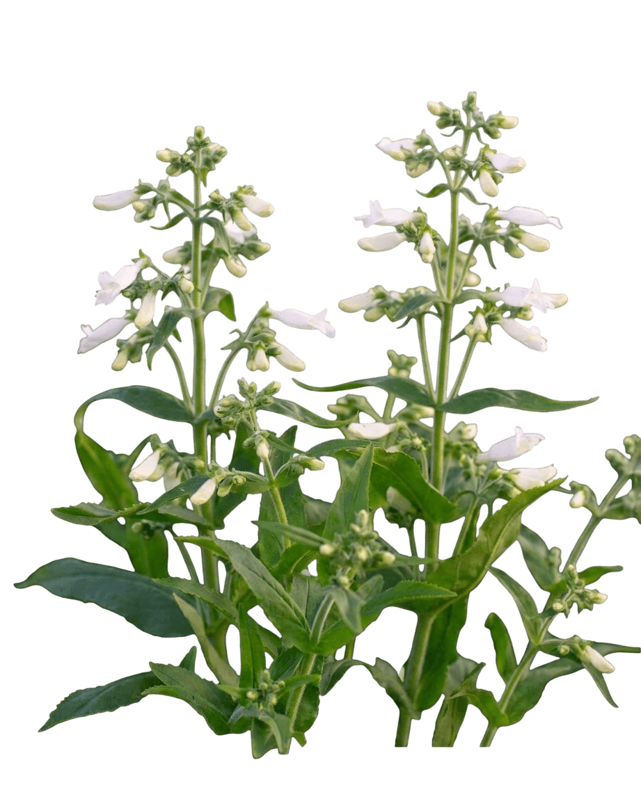 Harlequin Purple Dwarf Penstemon (Penstemon 'Tnpenhpu') - Perennials