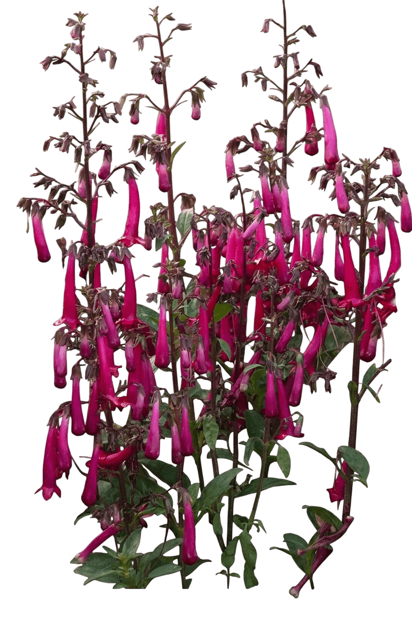 Colorburst Rose cape fuchsia (Phygelius × Rectus 'Tnphycro') - Perennials