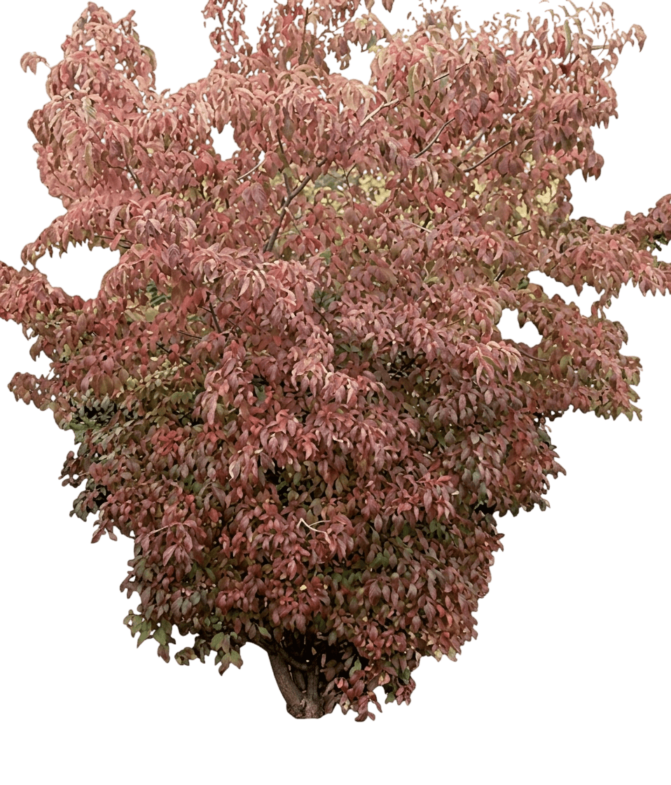 Muskingum® Dogwood (Cornus Racemosa Var. Racemosa 'Muszam') - Shrubs