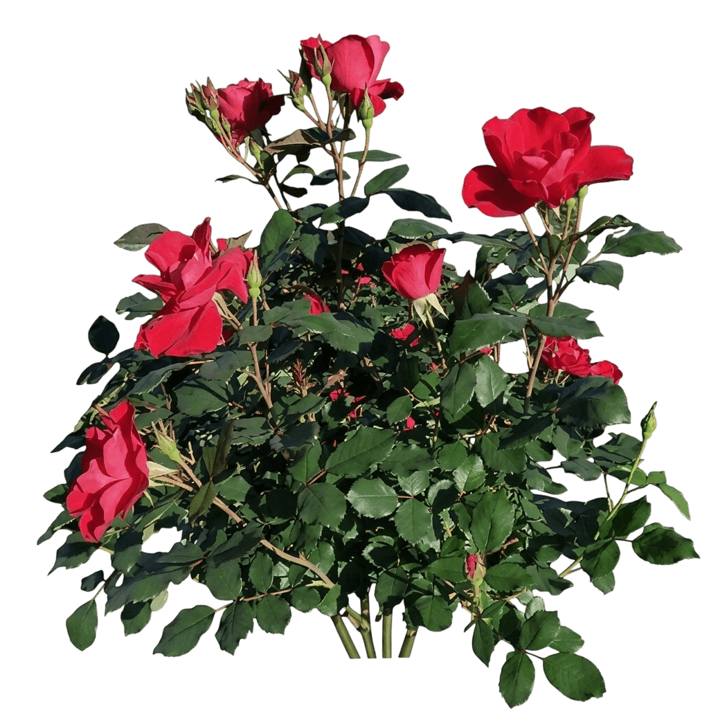 Miracle on the Hudson rose (Rosa 'Lghr1') - Ground Layers