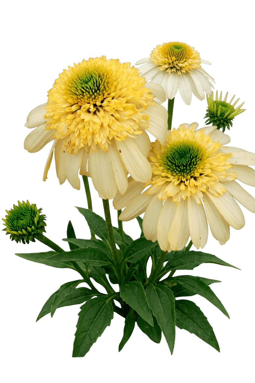 Fried Egg Coneflower (Echinacea 'Fried Egg') - Perennials