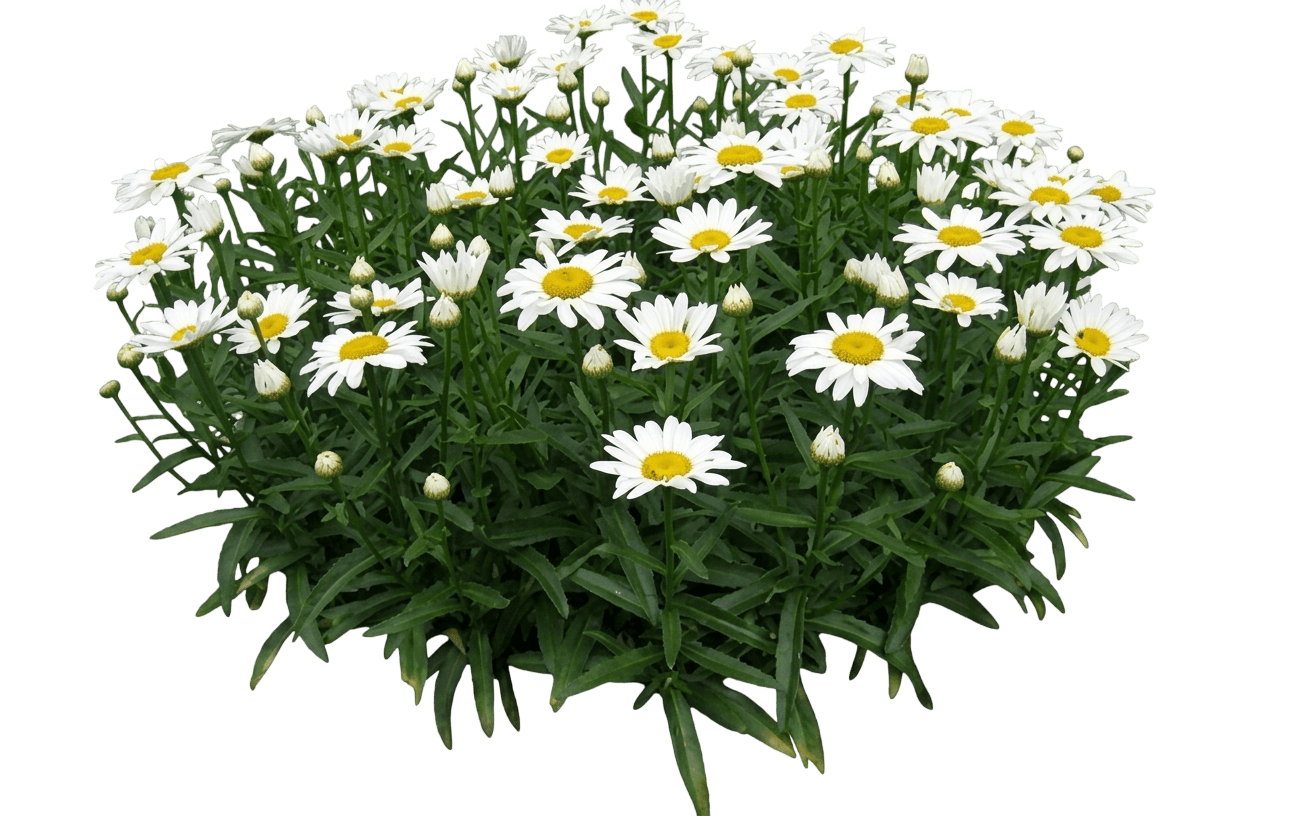 Snowcap Shasta Daisy (Leucanthemum X Superbum 'Snowcap') - Perennials