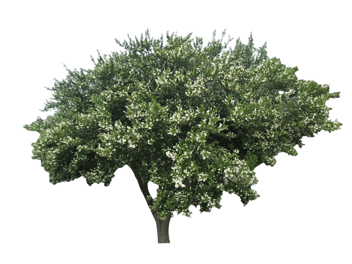 Snow Flurry ceanothus (Ceanothus Thyrsiflorus 'Snow Flurry') - Shrubs