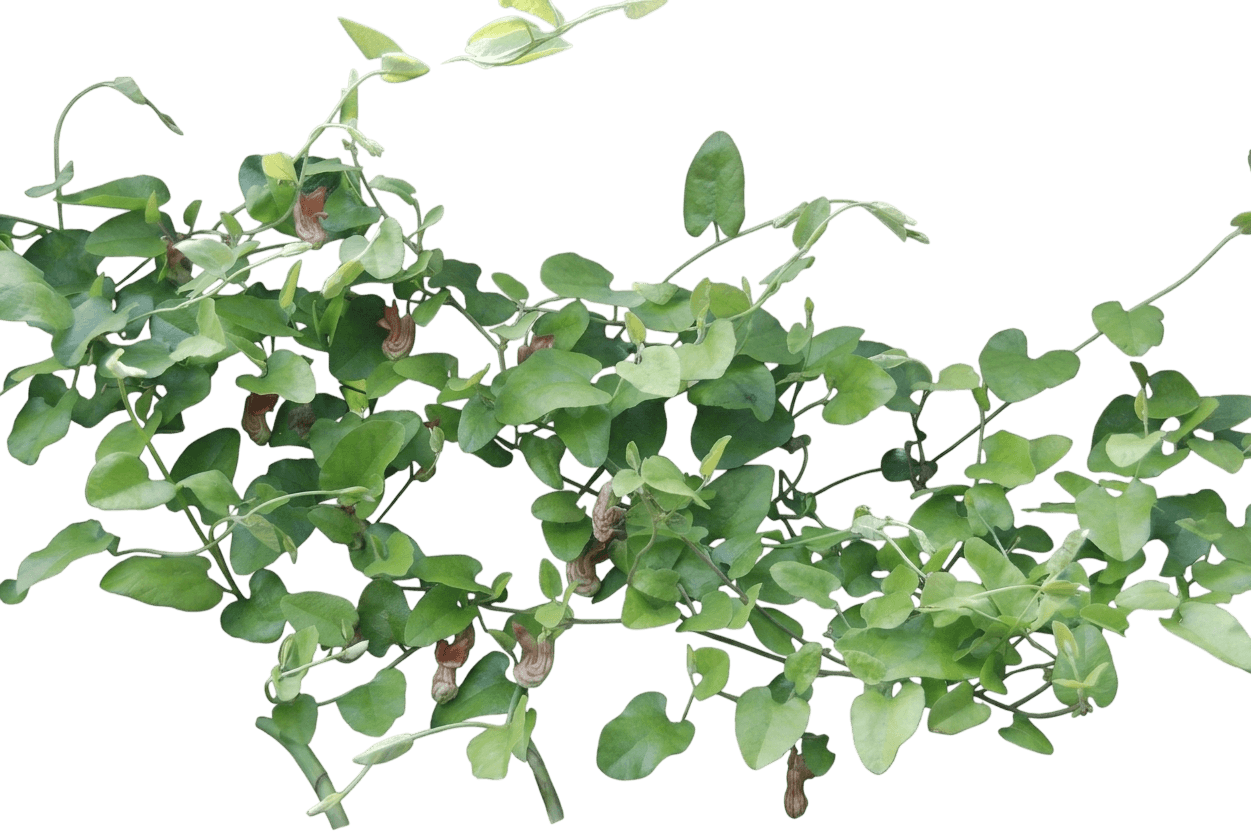 California Dutchman's pipe (Aristolochia Californica) - Shrubs