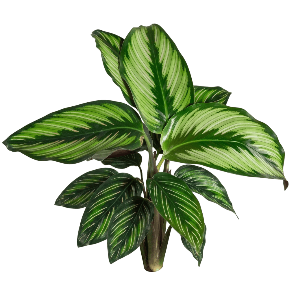 Beauty Star Calathea (Goeppertia Ornata 'Beauty Star') - Indoor Plants