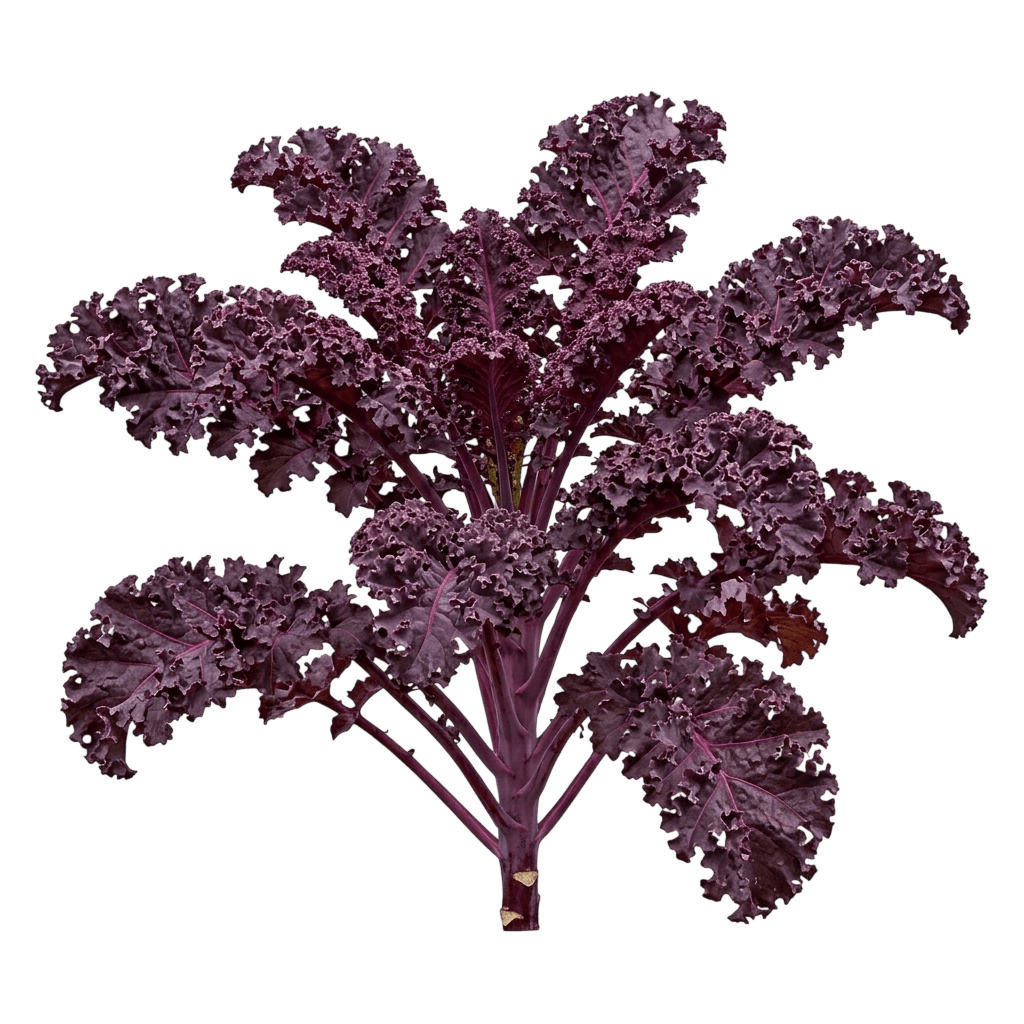 Scarlet Kale (Brassica Oleracea 'Scarlet') - Perennials