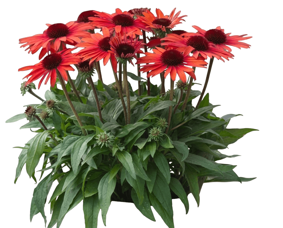 Sunmagic Electric Orange Coneflower (Echinacea 'Electric Orange') - Perennials