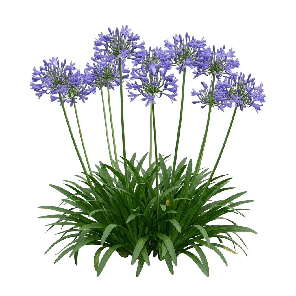 Baby Pete Agapanthus (Agapanthus Praecox Subsp. Orientalis 'Benfran') - Perennials