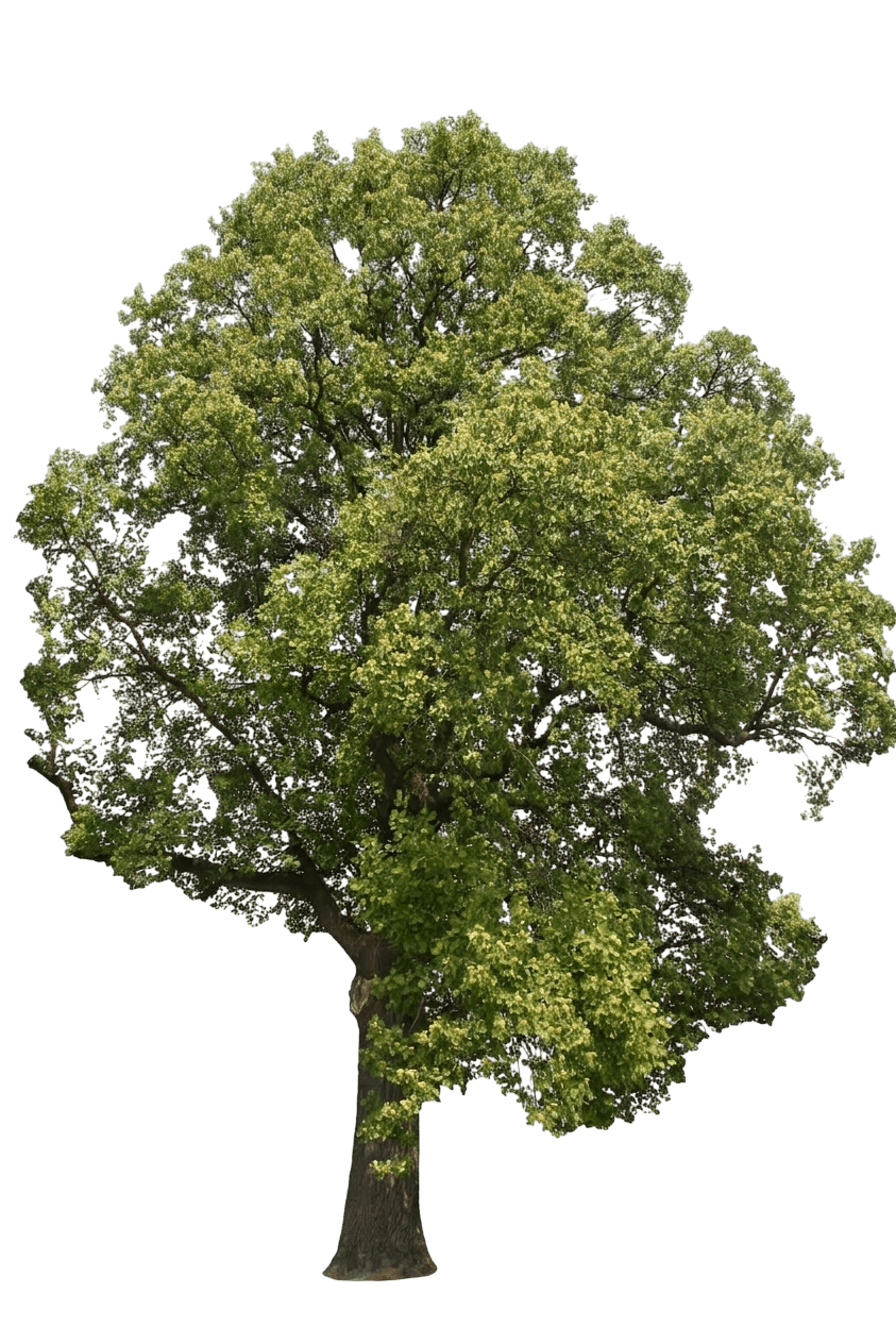 Little Volunteer Tuliptree (Liriodendron Tulipifera 'Little Volunteer') - Flowering Trees
