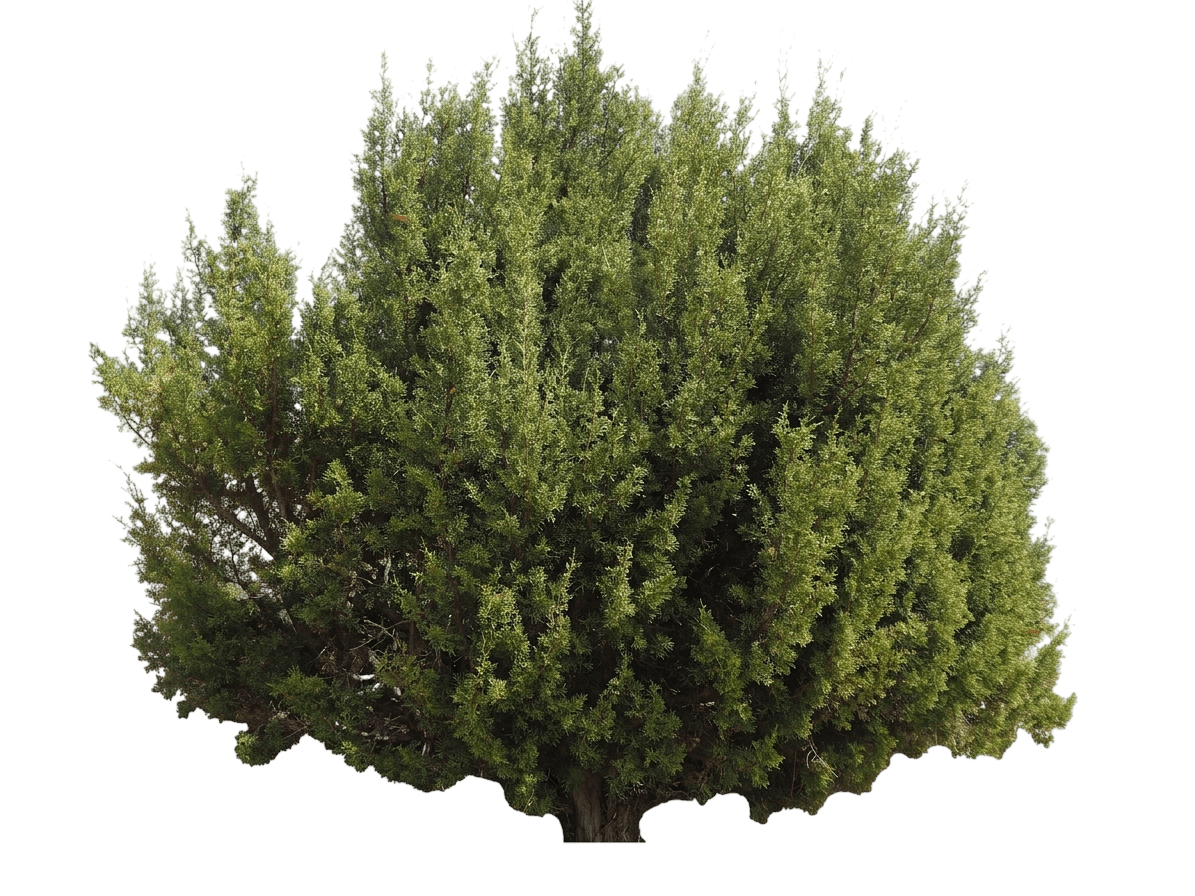 California juniper (Juniperus Californica) - Shrubs