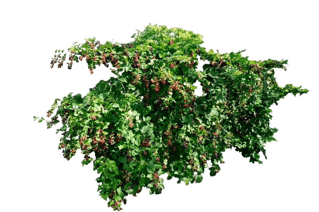 Chester Thornless Blackberry (Rubus Fruticosus Thornless 'Chester') - Ground Layers