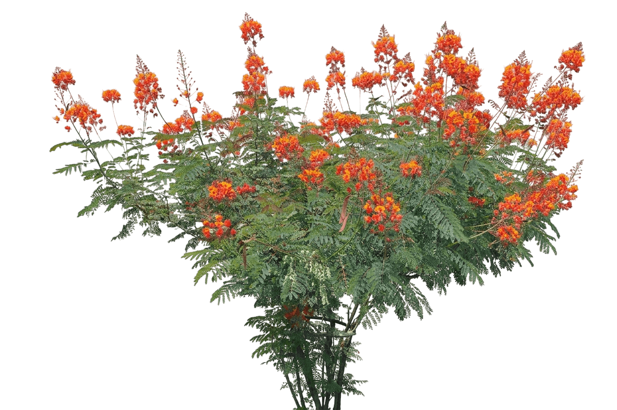 Peacock Flower (Caesalpinia Pulcherrima) - Flowering Trees