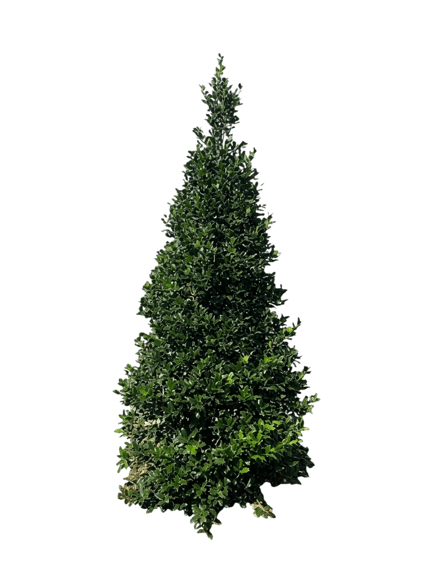 nellie r. stevens holly (Ilex Aquifolium X Ilex Cornuta 'Nellie R. Stevens') - Evergreen trees