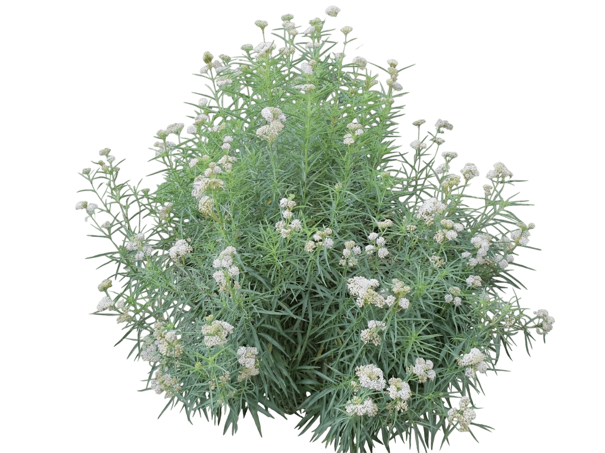 Narrowleaf Milkweed (Asclepias Fascicularis) - Perennials
