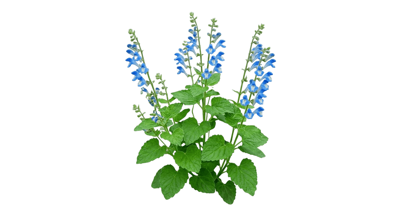 Scullcap, Sky'S Edge (Scutellaria Cordifolia S Edge 'Sky') - Perennials
