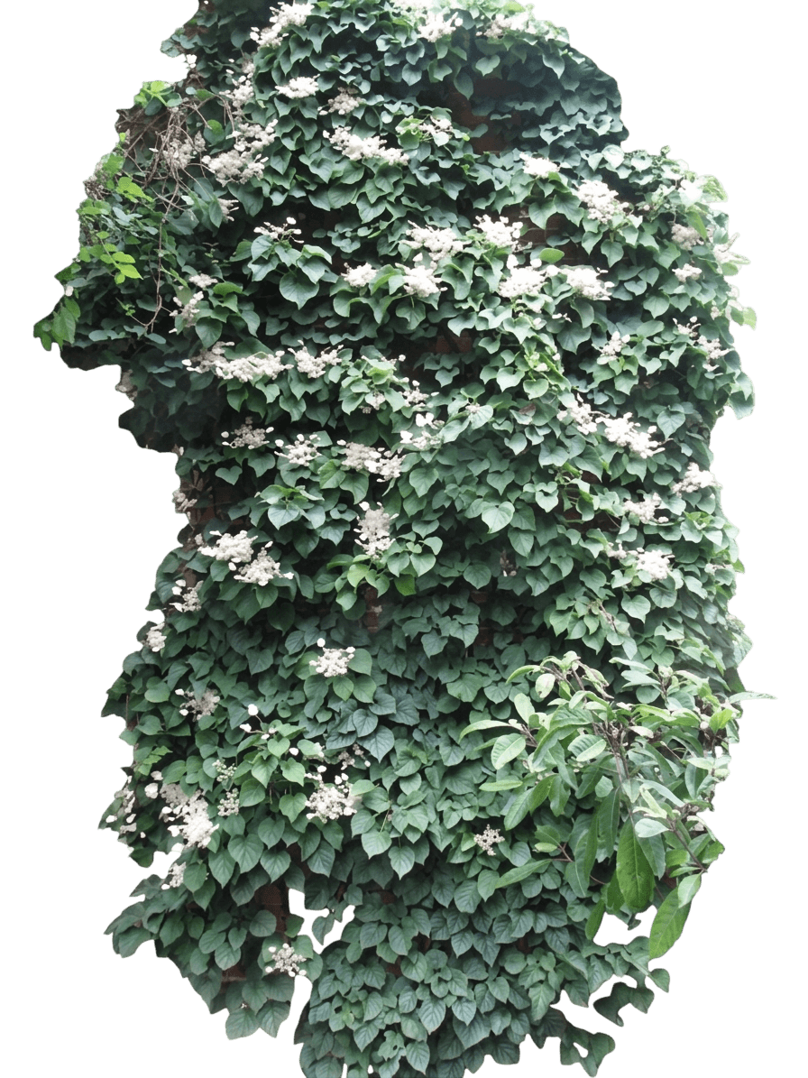 Japanese Hydrangea Vine (Schizophragma H. 'Moonlight') - Perennials