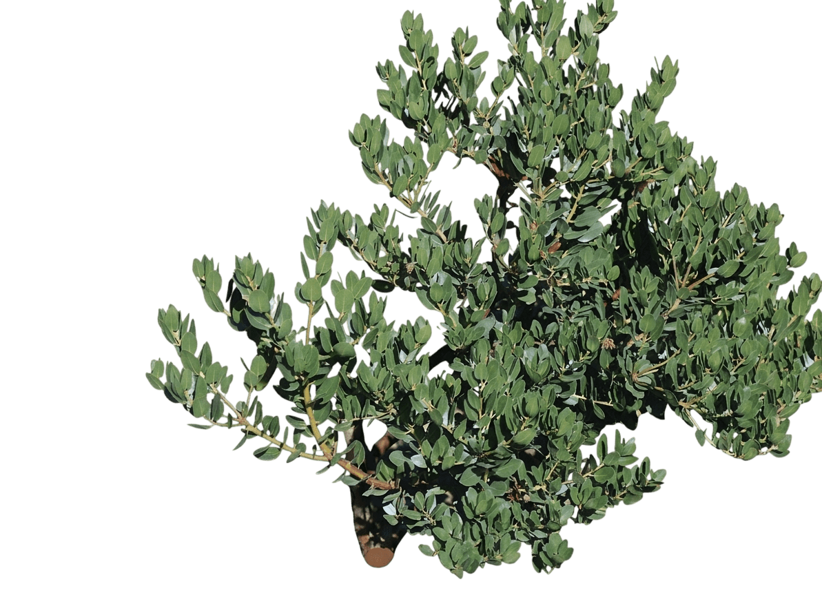 island manzanita (Arctostaphylos Insularis) - Shrubs