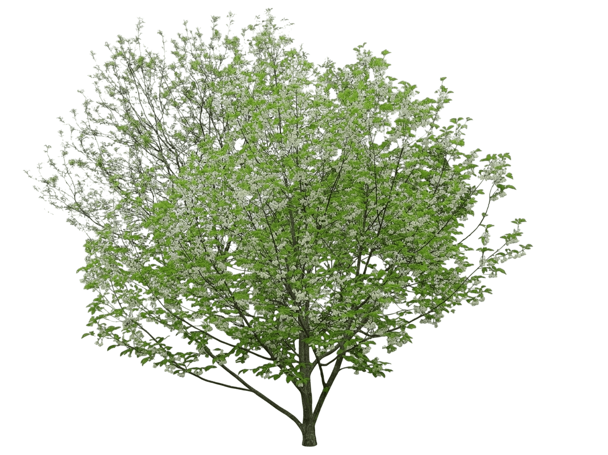 Carolina Silverbell (Halesia Carolina Var. Carolina) - Flowering trees