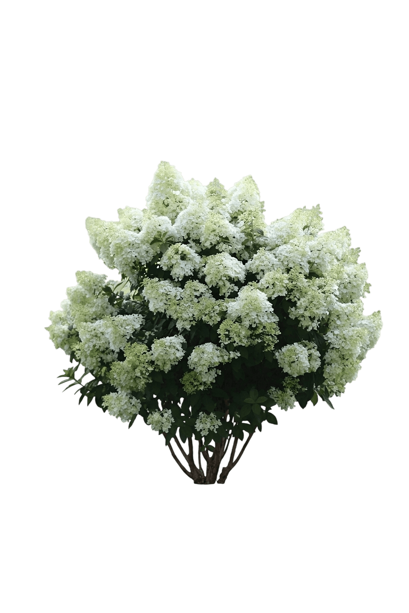 Little Lime® Panicle Hydrangea (Hydrangea P. Var. P. 'Little Lime') - Shrubs
