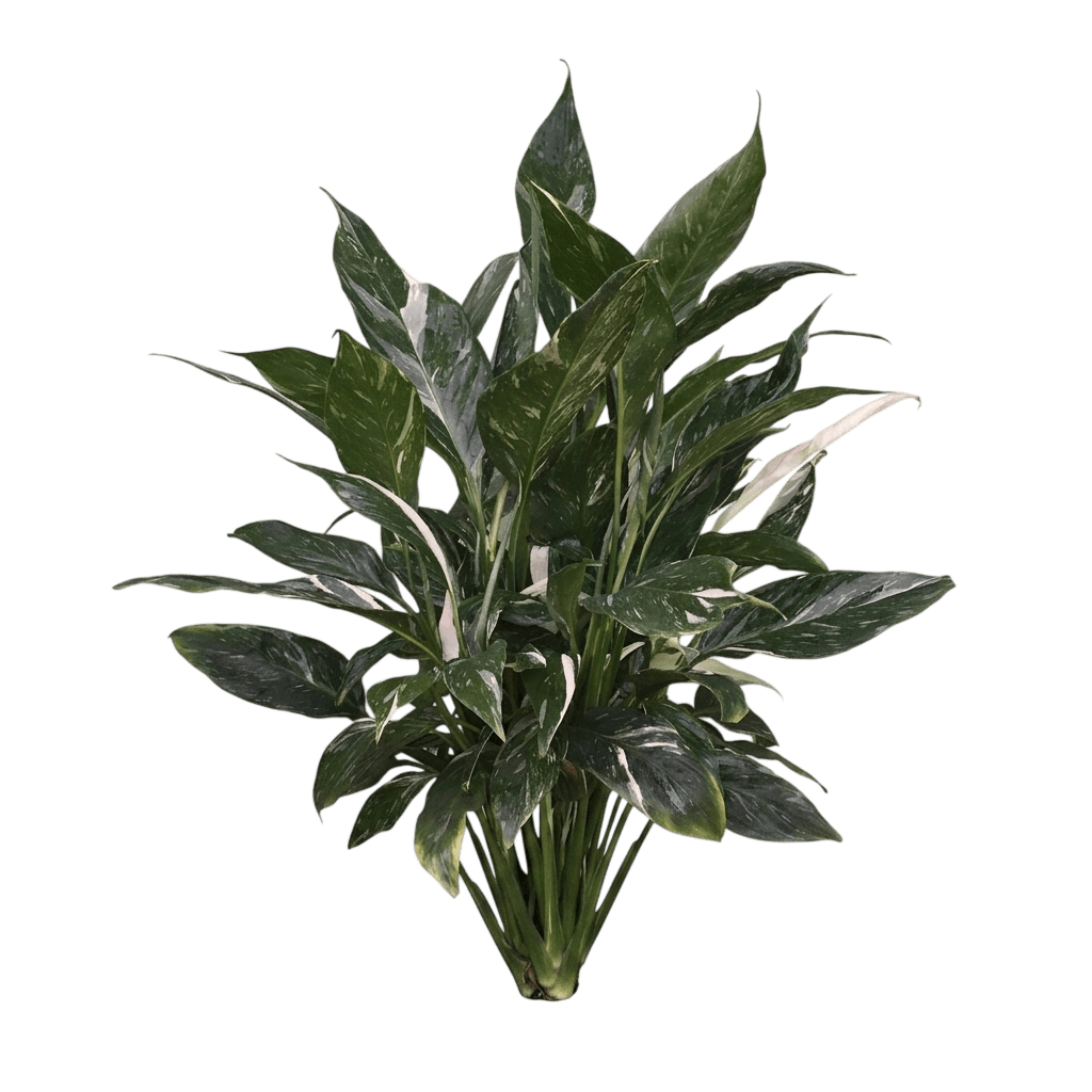 Domino Peace Lily (Spathiphyllum 'Domino') - Indoor Plants