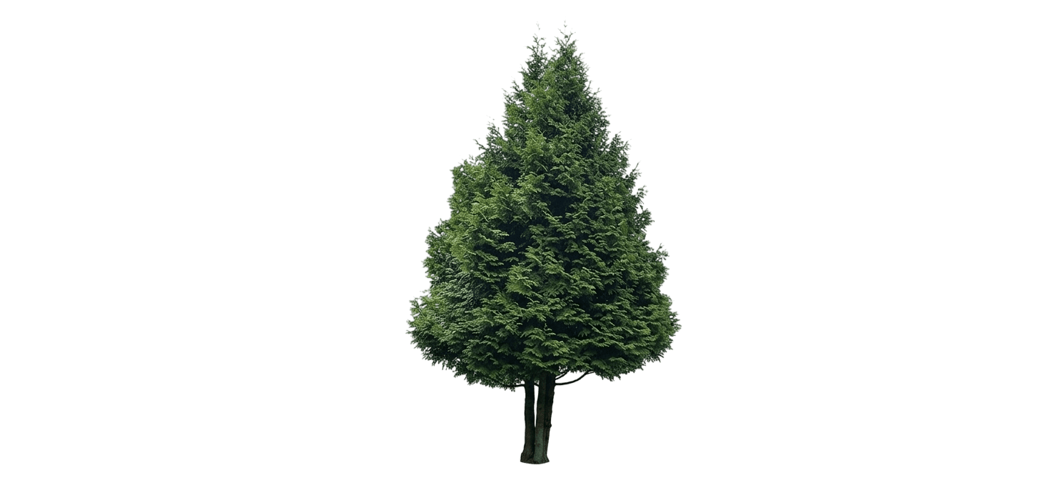 Full Speed A Hedge® Thin Man® Arborvitae (Thuja Occidentalis Var. Occidentalis 'Smntotm') - Evergreen Trees