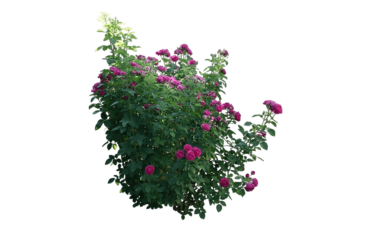 Rose, Ruby Voodoo (Rosa 'Ruby Voodoo') - Ground Layers