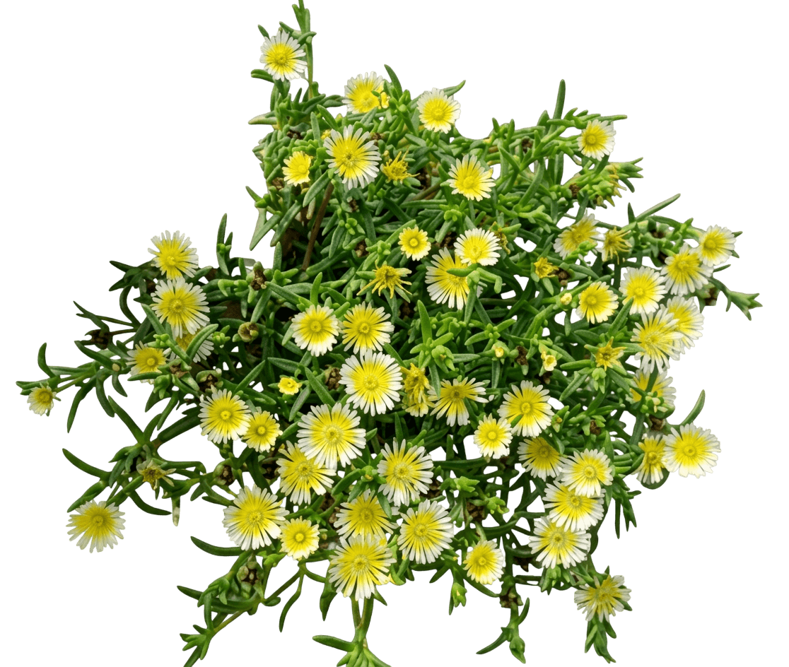 Ice Plant 'Wow312' Wheels Of Wonder® (Delosperma Limoncello Wonder Pp32103 'Wow312') - Succulents