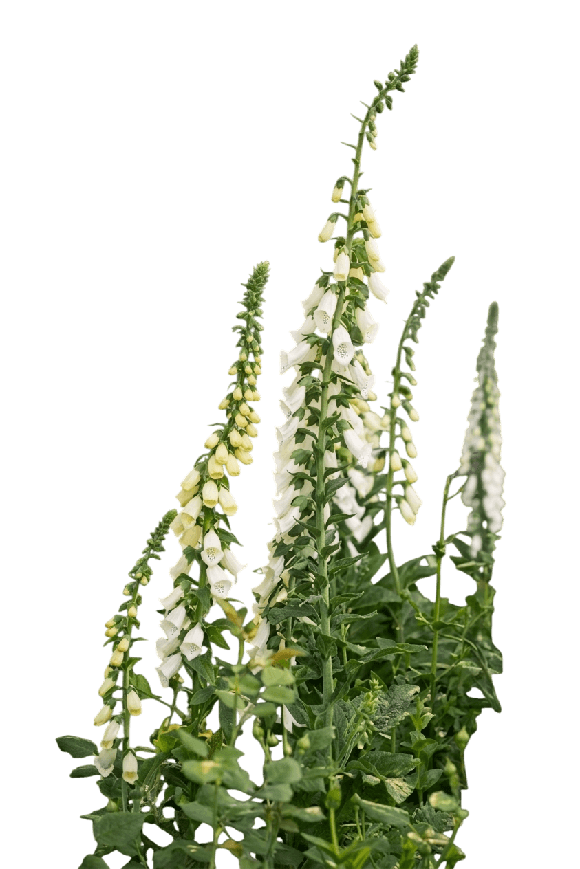 Foxglove (Digitalis Purpurea 'Candy Mountain White') - Perennials