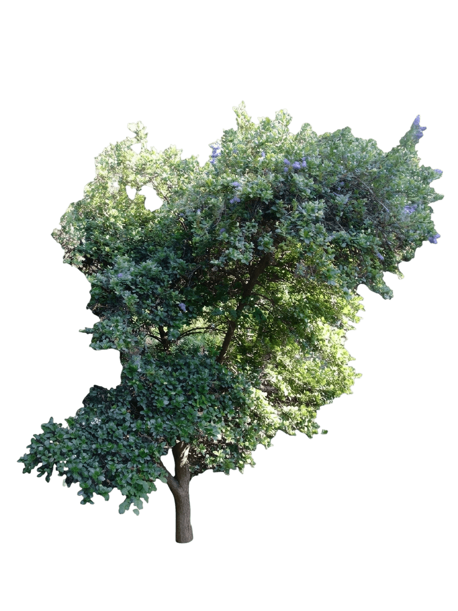Louis Edmonds ceanothus (Ceanothus 'Louis Edmunds') - Shrubs