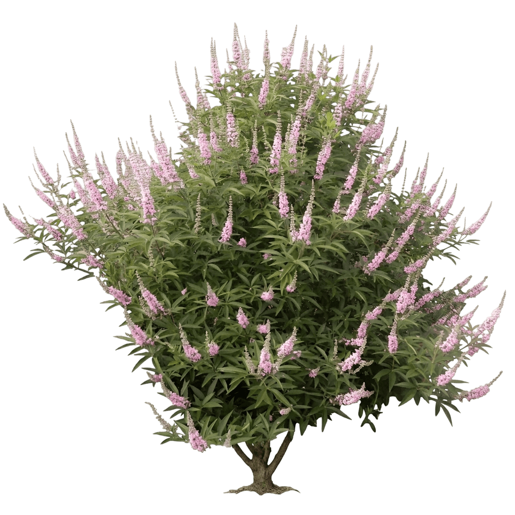 Galactic Pink Chaste Tree (Vitex Agnus-Castus 'Bailtextwo') - Flowering Trees