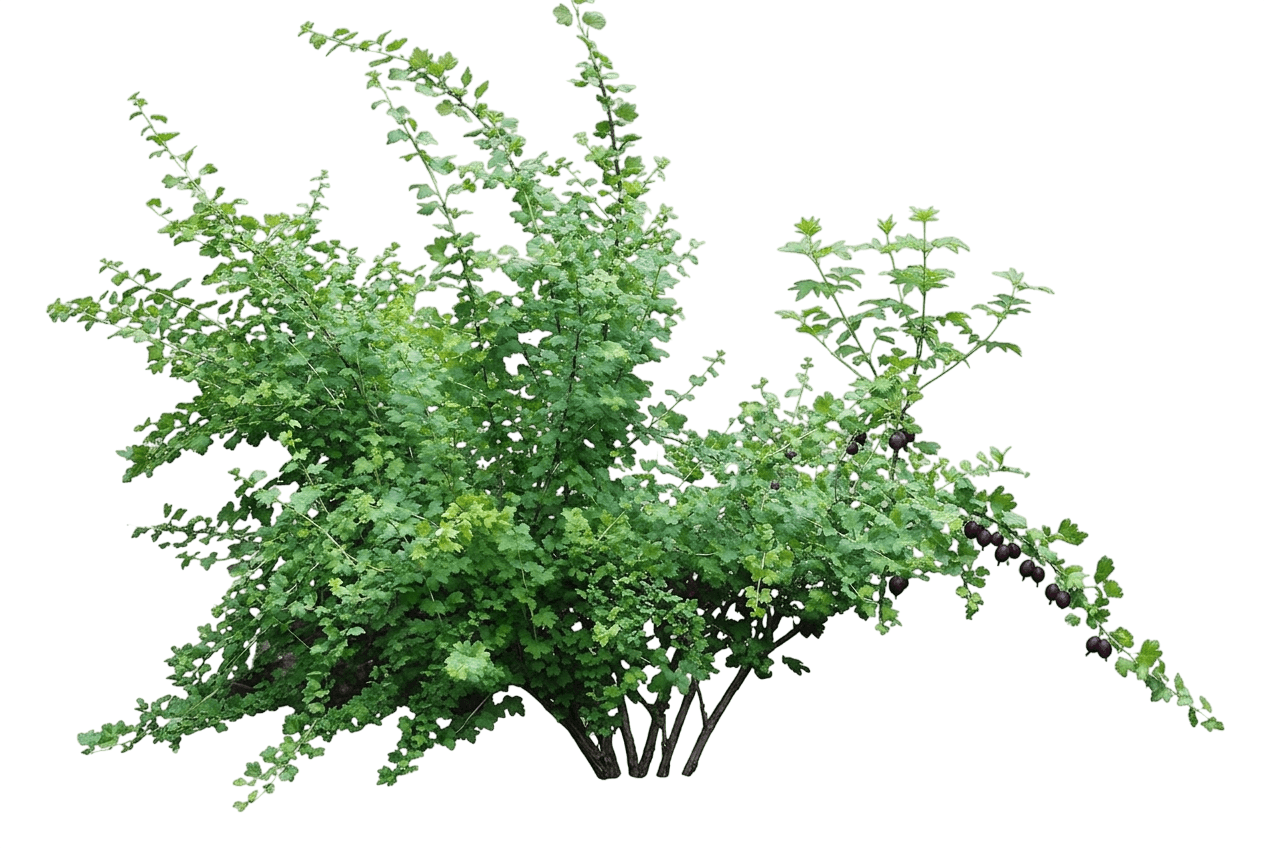 spreading gooseberry (Ribes Divaricatum) - Shrubs