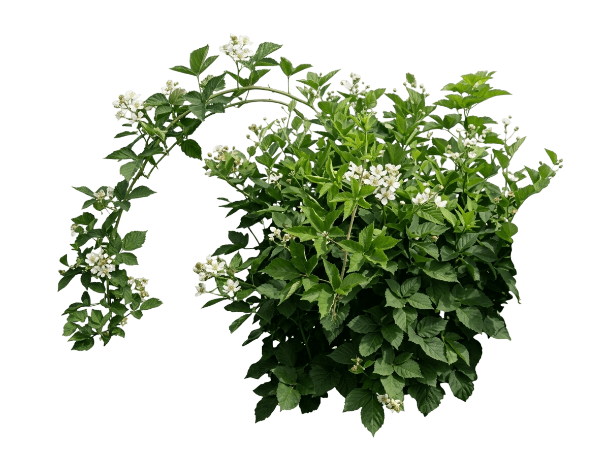 Blackberry, Prime Ark Freedom Thornless (Rubus Hybrid Ppaf 'Freedom') - Ground Layers