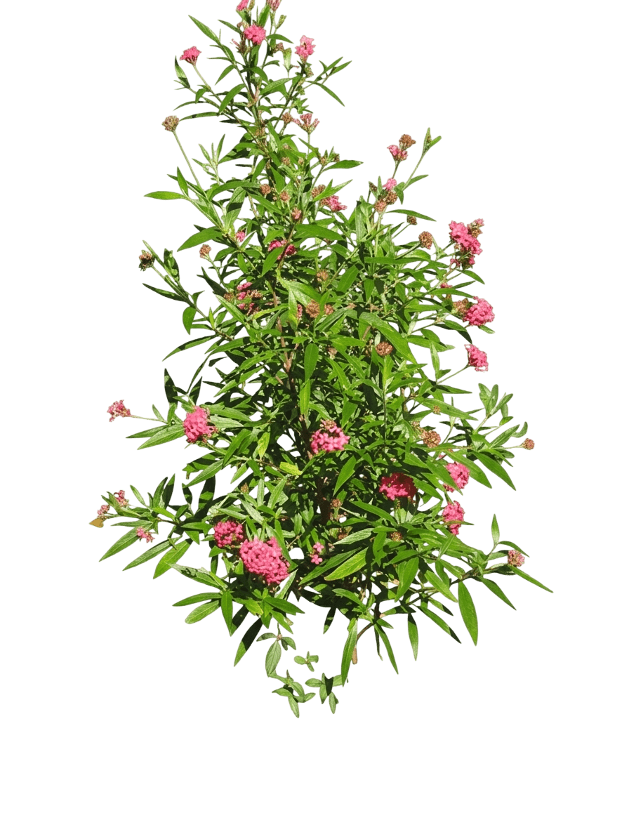 Bush Pentas (Arachnothryx Leucophylla) - Ground Layers