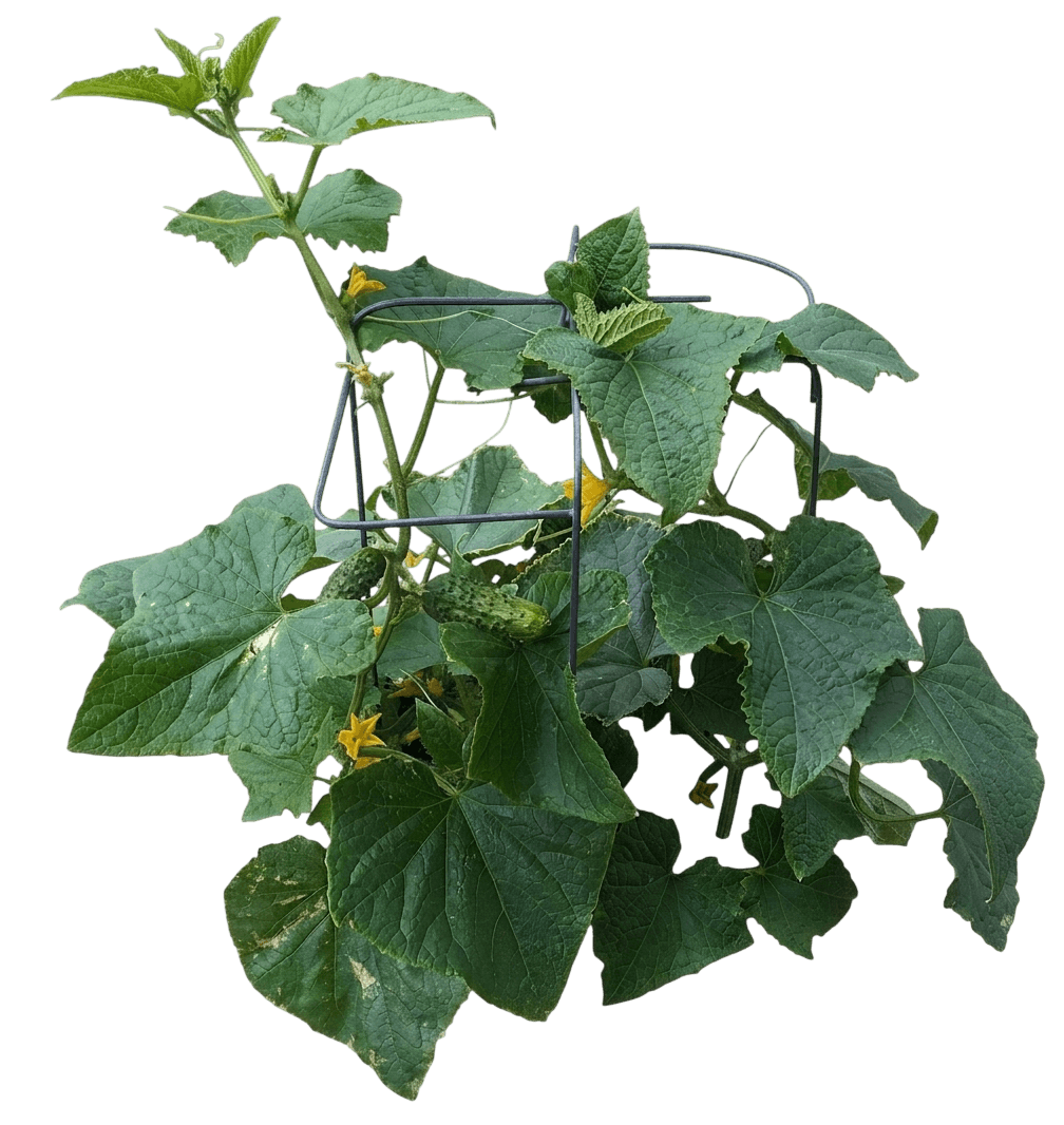 Pick A Bushel Cucumber (Cucumis Sativus 'Pick A Bushel') - Perennials