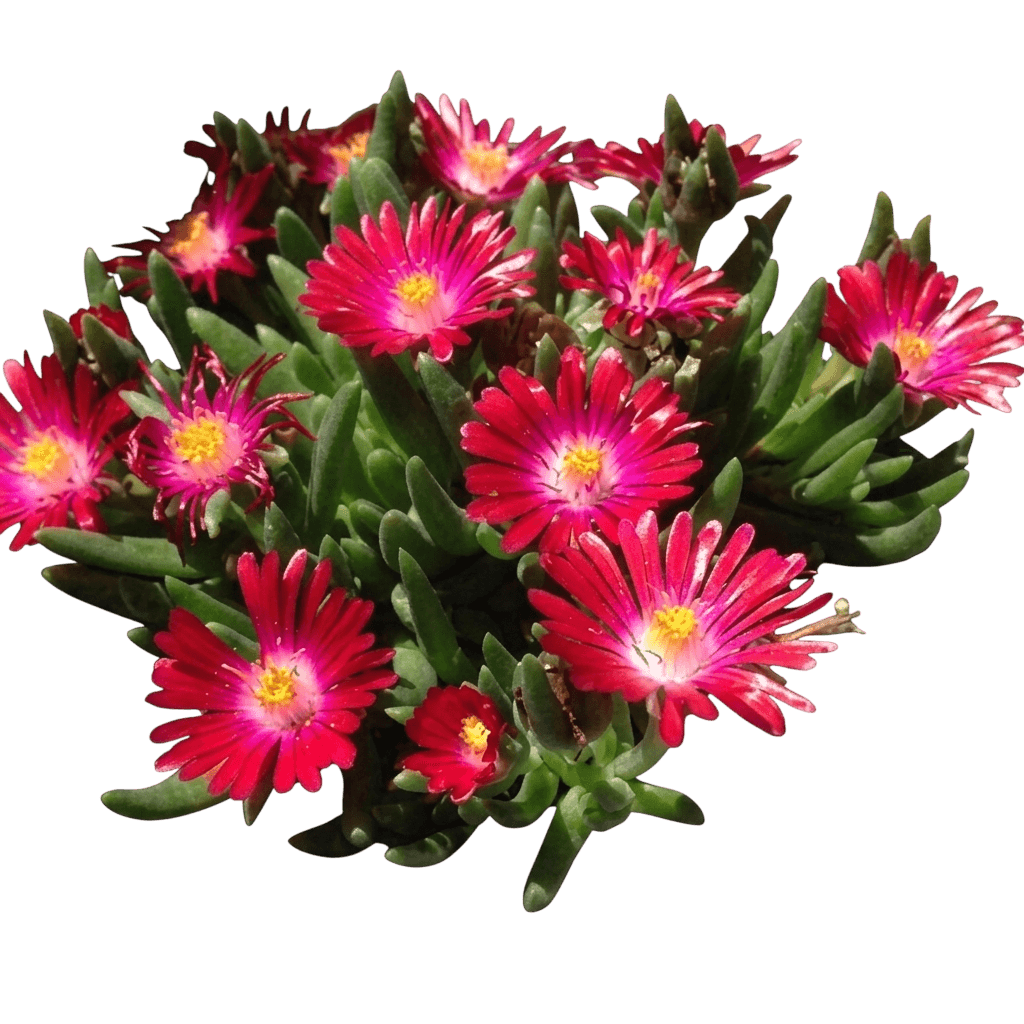 Ice Plant, Granita Raspberry (Delosperma 'Granita Raspberry') - Ground Layers
