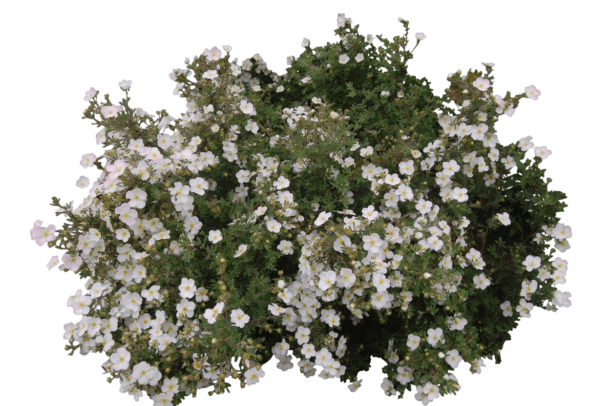 Pink N' Pretty Shrubby Cinquefoil (Potentilla Fruticosa 'Pink With White') - Ground Layers