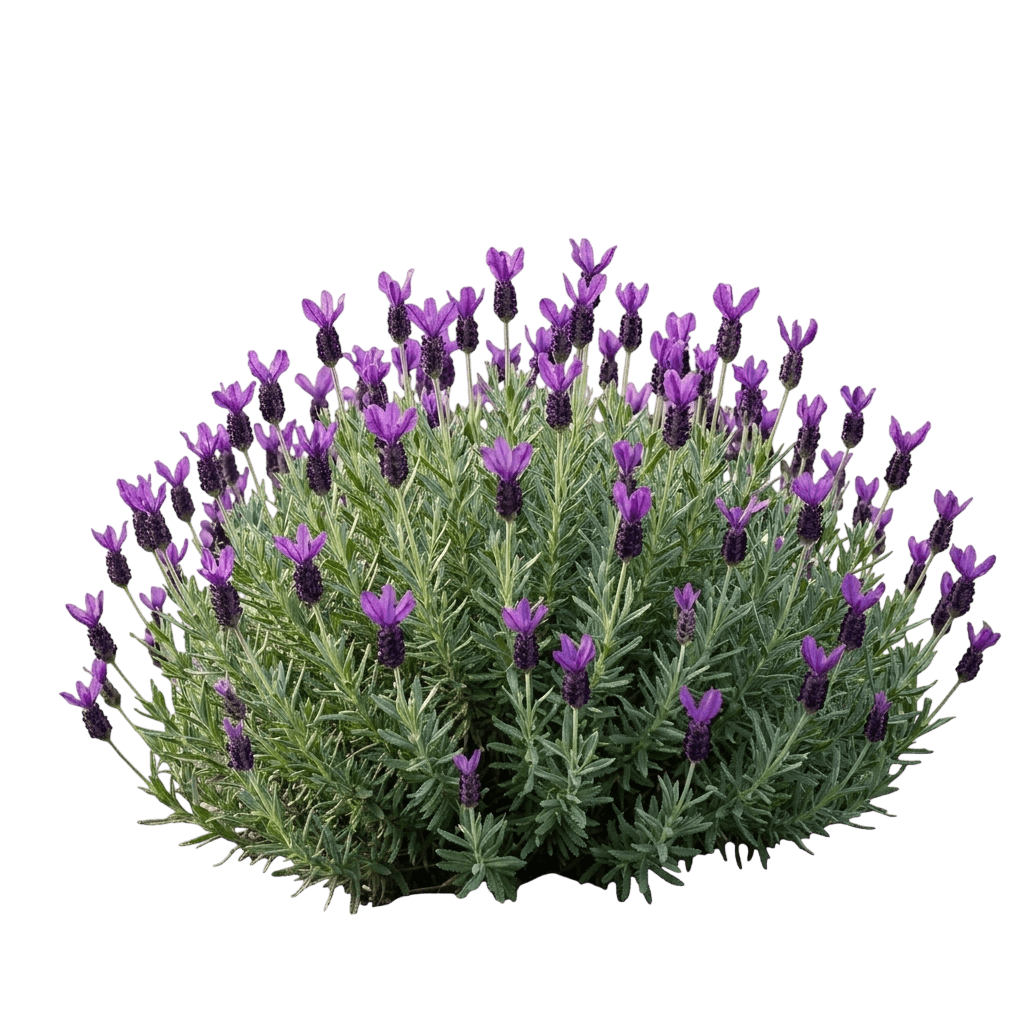 La Diva Eternal Grace Lavender (Lavandula Ladiva Var. Hybrid 'Eternal Grace') - Perennials