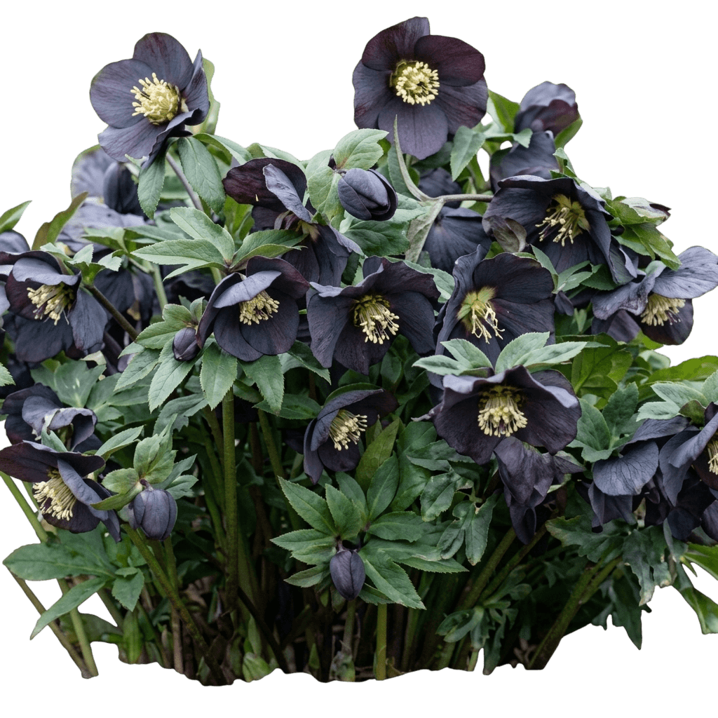 New York Night Lenten Rose (Helleborus 'New York Night') - Perennials