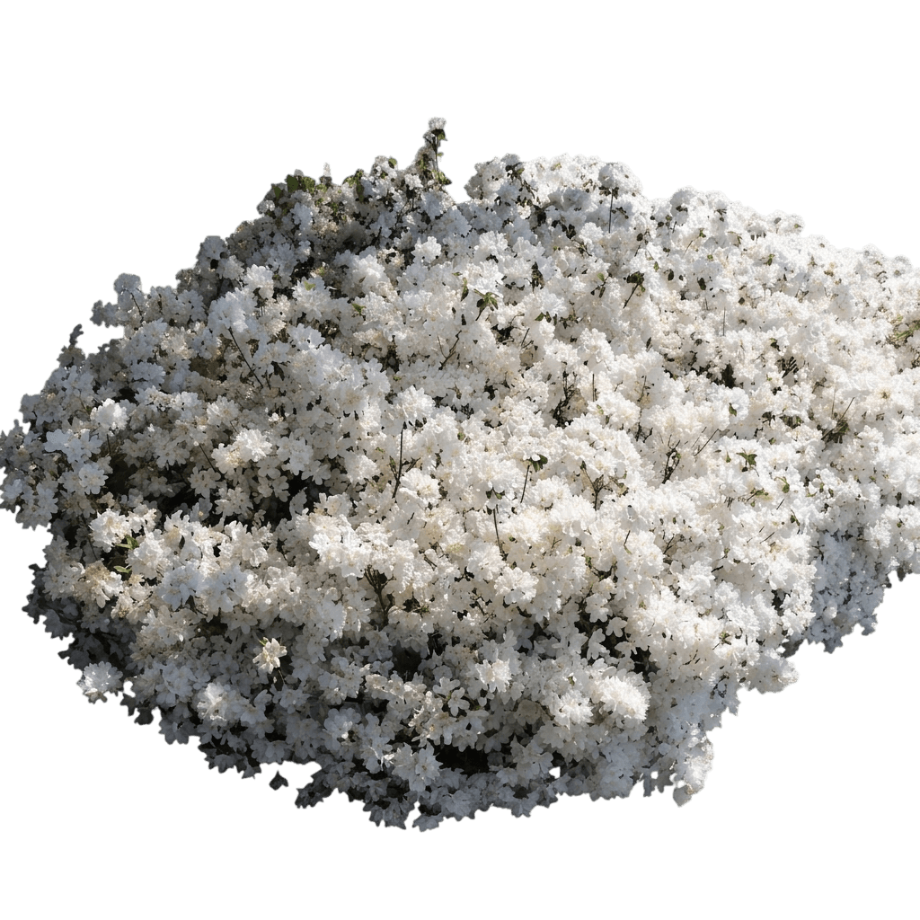 Delaware Valley White Azalea (Rhododendron 'Delaware Valley White') - Ground Layers